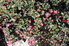 Cotoneaster rotundifolius